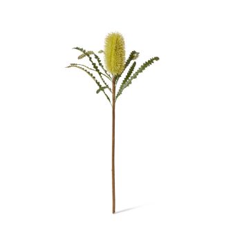 Banksia Stem - 20 x 8 x 65cm 