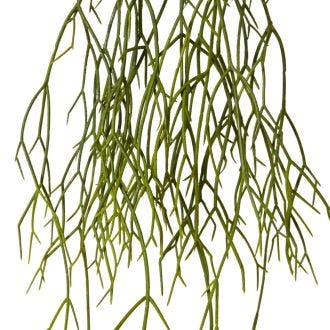 Cactus Pencil Plant - 17 x 16 x 53cm 