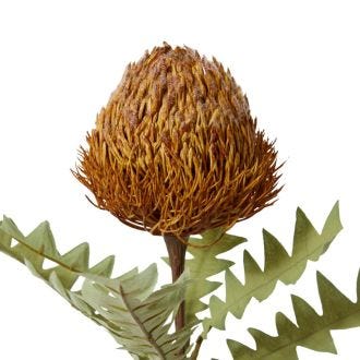 Banksia Ba x teri Stem - 20 x 11 x 69cm 