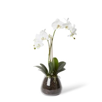 Grand Phalaenopsis - Allira Vase - 32 x 22 x 58cm 