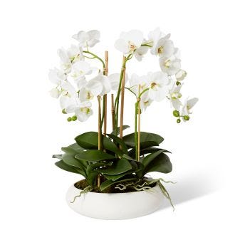 Luxe Phalaenopsis-Mora Bowl - 50 x 50 x 72cm 