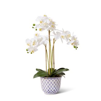 Phalaenopsis - Abigail Bowl - 45 x 36 x 66cm 