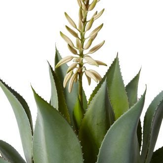 Aloe Flowering Plant Potted - 46 x 46 x 80 cm 